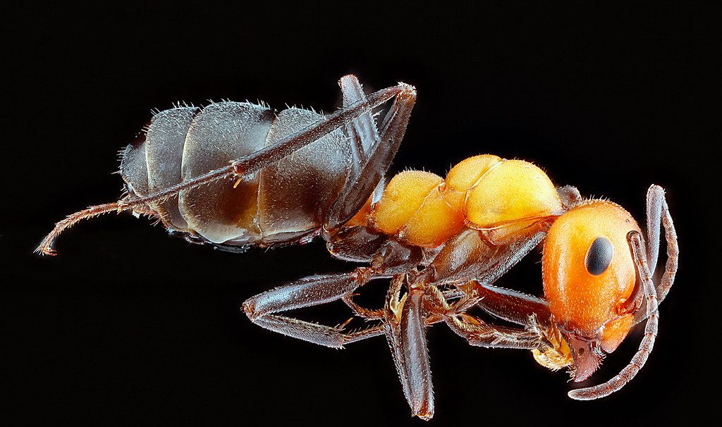 Ant Control service in South Jordan, UT