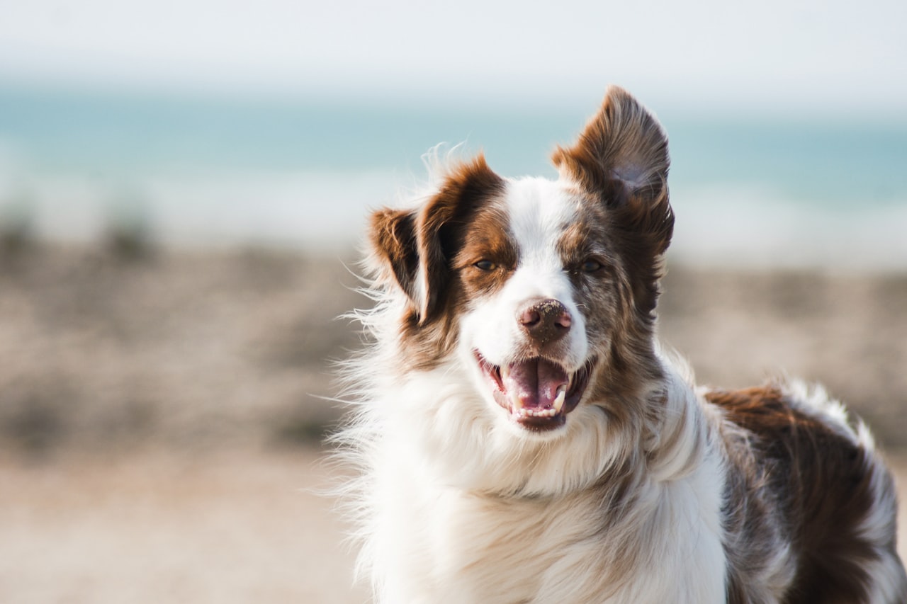 Flea & Tick Control service in South Jordan, UT