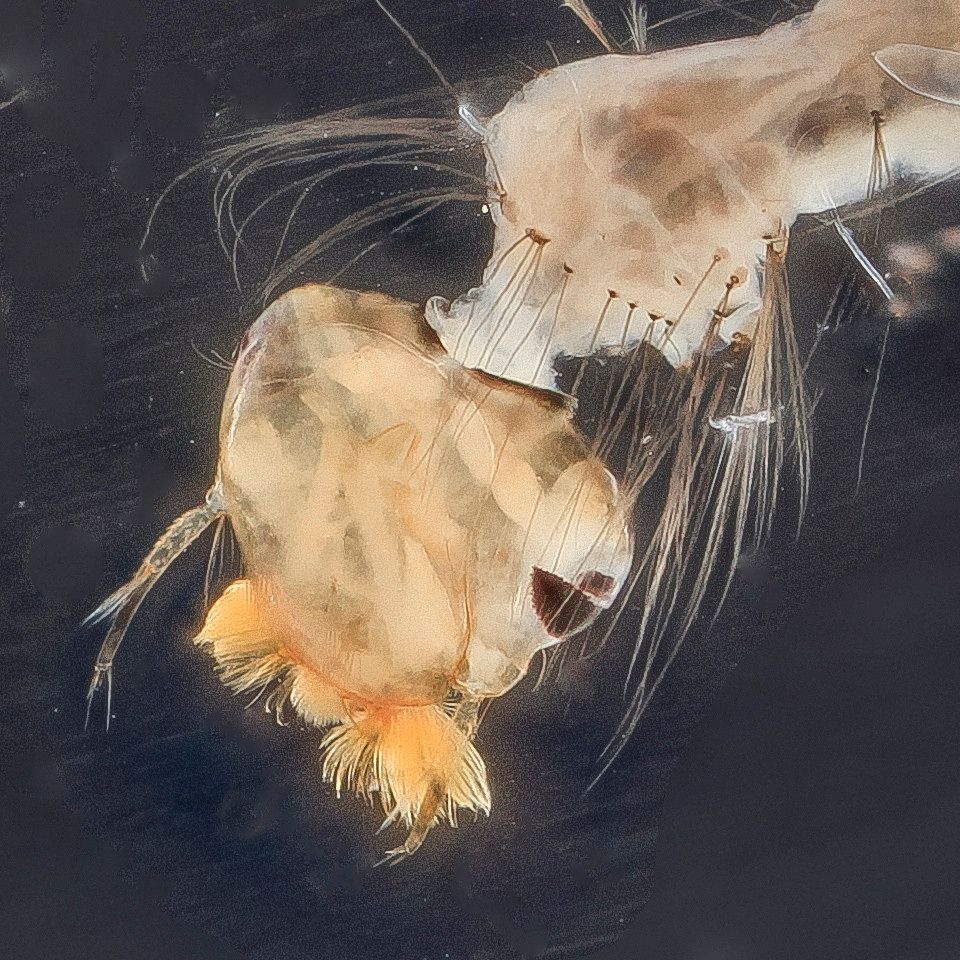 Mosquito Control service in South Jordan, UT