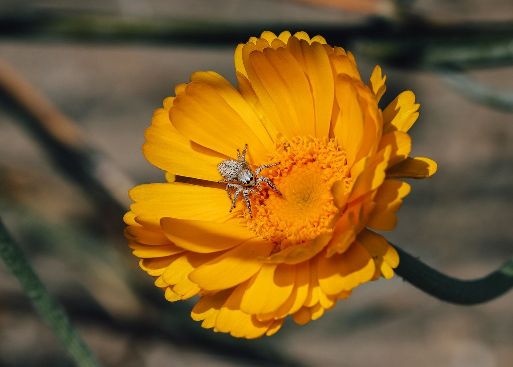 Spider Control service in South Jordan, UT